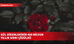 Gül dikenlerinin 400 milyon yıllık sırrı çözüldü