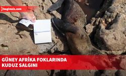 Güney Afrika foklarında kuduz salgını