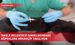 İskele Belediyesi sınırlarındaki köpeklere mikroçip takılıyor