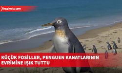 Küçük fosiller, penguen kanatlarının evrimine ışık tuttu