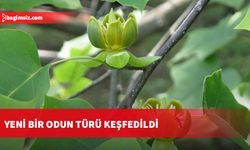 Yeni bir odun türü keşfedildi