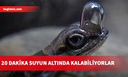 Küçük kertenkeleler, 'doğal dalış tüpü' sayesinde yem olmaktan kurtuluyor...