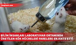 Bilim insanları laboratuvar ortamında üretilen kök hücreleri farelere enjekte etti