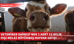 Veteriner Dairesi'nde 1 adet 12 aylık dişi melez büyükbaş hayvan satışı