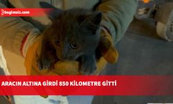 Erzurum'da aracın altına giren kedinin yolculuğu Çankırı'da son buldu