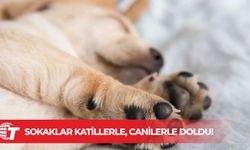 Lefkoşa'da iki köpek tüfekle vuruldu: