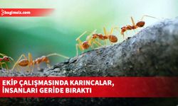 Ekip çalışmasında karıncalar, insanları geride bıraktı