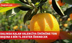 Dalında kalan Valenciya ürününe ton başına 6 bin TL destek ödenecek