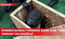 İstanbul Havalimanı’nda nesli tükenmek üzere olan "goril yavrusu" ele geçirildi