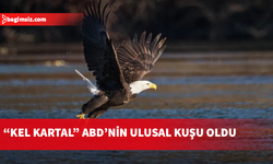 ABD'nin simgelerinden "kel kartal" resmi olarak ülkenin ulusal kuşu ilan edildi