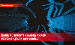 Zehir püskürten nadir akrep türüne Aşil'in adı verildi