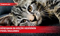 Dünyanın en küçük kedisinin fosili bulundu