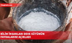 Bilim insanları deve sütünün faydalarını açıkladı