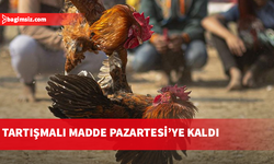 Ceza Yasası’ndaki horoz dövüşleriyle ilgili değişiklik Pazartesi’ye kaldı!