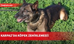 Karpaz’da köpek zehirlenmesi: Avcılık Federasyonu açıklama yaptı...