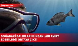 Doğadaki balıkların insanları ayırt edebildiği ortaya çıktı