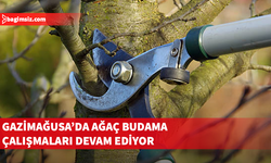 Gazimağusa’da ağaç budama DAÜ ile Salamis yolu arasında devam edecek