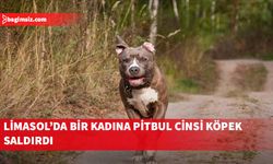 Limasol’da bir kadına yasaklı pitbul cinsi köpek saldırdı