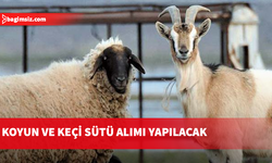 Vadili Süt Toplama Merkezi çarşamba günü süt alımına başlayacak