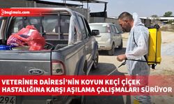 Veteriner Dairesi’nin koyun keçi çiçek hastalığına karşı aşılama çalışmaları sürüyor