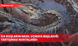 İlk kuşların nasıl uçmaya başladığı tartışması noktalandı