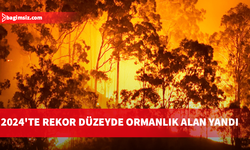İklim değişikliğinin körüklediği yangınlar, 2024'te rekor düzeyde ormanlık alanı yaktı