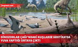 Dinozorlar Çağı'ndaki kuşların Arktika'da yuva yaptığı ortaya çıktı