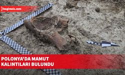 Polonya'da mamut kalıntıları bulundu