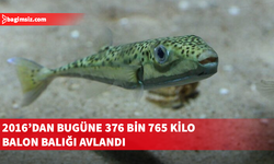 Rum balıkçılar ödenek için sadece balon balığı avı yapıyor