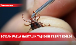 Türkiye'de yeni kene türü keşfedildi