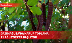 11 Ağustos Pazartesi'nden itibaren Gazimağusa bölgesinde harup toplanabilecek