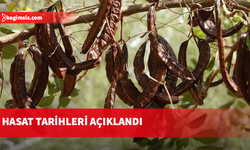 Lefkoşa’da harup hasadı 23 Ağustos’ta, zeytin hasadı ise 30 Ağustos’ta başlayacak