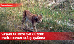 Danimarka'daki hayvanat bahçesi, yırtıcıları beslemek için evcil hayvan bağışı istedi