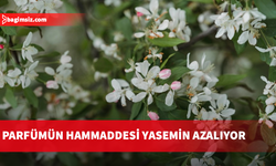 İklim değişikliği yaseminleri vurdu!