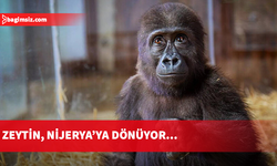 Goril yavrusu "Zeytin" Nijerya'ya iade edilecek