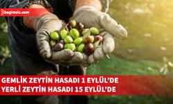 Gazimağusa ilçesi zeytin hasadı başlama tarihleri belirlendi