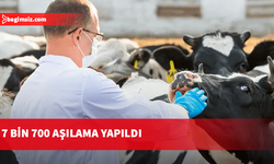 Şap hastalığıyla mücadelede 69 işletmede 7 bin 700 aşılama yapıldı