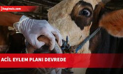 Şap hastalığı SAT-1 serotipiyle teyit edildi, acil eylem planı devrede