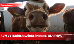 KKTC’de şap tespiti sonrası Güney Kıbrıs’ta alarm