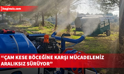Çam kese böceğine karşı mücadele bu yıl da sürüyor