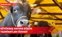 Büyükbaş hayvan düşük tazminatları ödendi