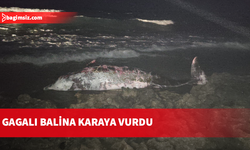 Tatlısu’da Gagalı Balina karaya vurdu
