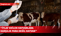 Güney Kıbrıs'ta şap krizi büyüyor