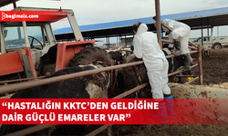 Güney Kıbrıs'ta 30 binden fazla hayvan şap hastalığı yüzünden telef oldu