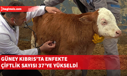 Güney Kıbrıs'ta 3 çiftlikte daha şap saptandı