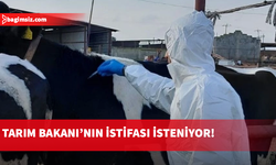 Rum hayvancılar şap hastalığı nedeniyle itlaflara tepkili