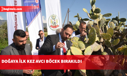 Babutsa koşniline karşı doğaya ilk kez avcı böcek bırakıldı