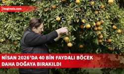 Asya turunçgil psillidine karşı biyolojik mücadele sürüyor