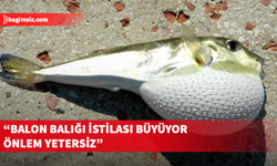 HP Balon Balığının büyük tehlike arz ettiğini söyledi ve teşviklerin arttırılması çağrısında bulundu