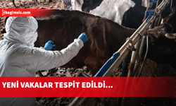 Güney Kıbrıs’ta şap vakası görülen çiftlik sayısı 101’e yükseldi